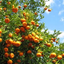 UCR Orange Trees